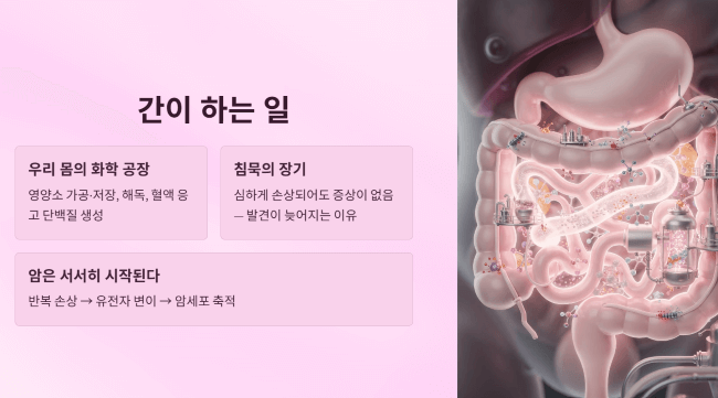 간이 하는 일