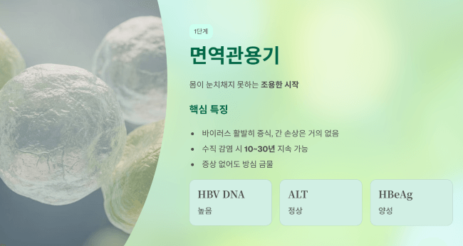 면역관용기