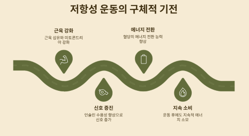 저항성 운동의 구체적인 기전