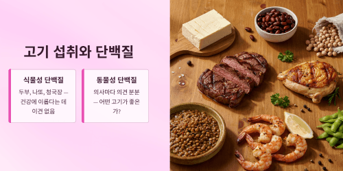 고기 섭취와 단백질