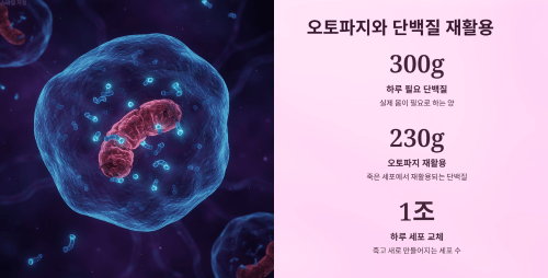 오토파지와 단백질 재활용