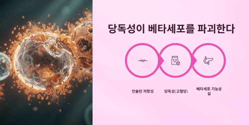당독성이 베타세포에 미치는 영향