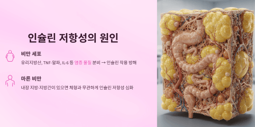 인슐린 저항성의 원인