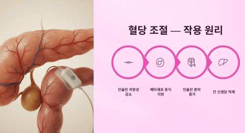 인슐린 분비를 돕는 원리