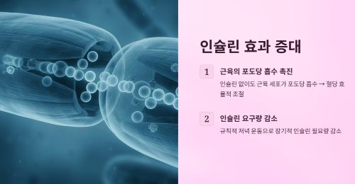 인슐린 효과 증대
