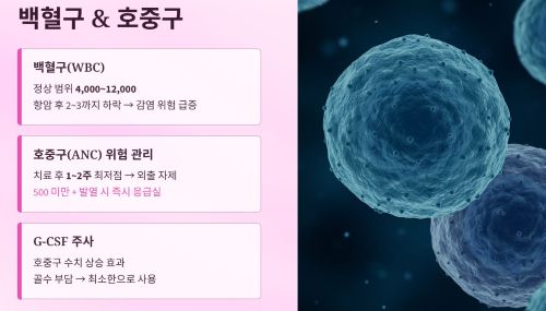 감염 방어의 핵심, 백혈구와 호중구