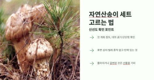 명절선물 자연산송이 세트 고르는 법